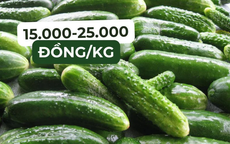 Giá dưa leo trên thị trường dao động tùy loại dưa, nơi bán và chất lượng từng lô hàng.