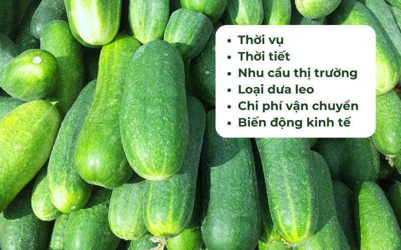 Giá dưa leo biến động do thời tiết, mùa vụ, chi phí vận chuyển, nguồn cung và nhu cầu tiêu thụ.