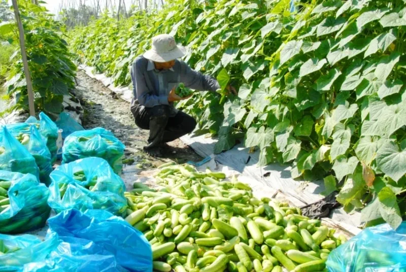 Mua dưa leo tại vườn phù hợp với người nhập số lượng lớn, nhà hàng hoặc tiểu thương cần nguồn hàng ổn định.
