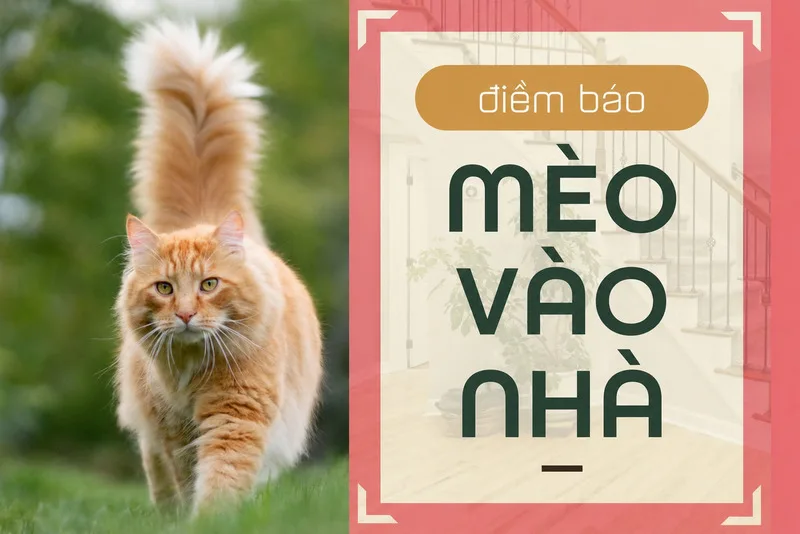 Một số người tin rằng mèo vào nhà có thể là dấu hiệu nhắc nhở gia chủ chú ý hơn đến không gian sống và năng lượng gia đình.