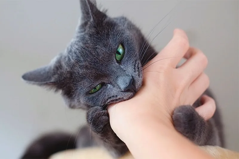 Mơ thấy mèo cắn, mèo cào có thể phản ánh sự khó chịu, phòng thủ hoặc va chạm trong cảm xúc