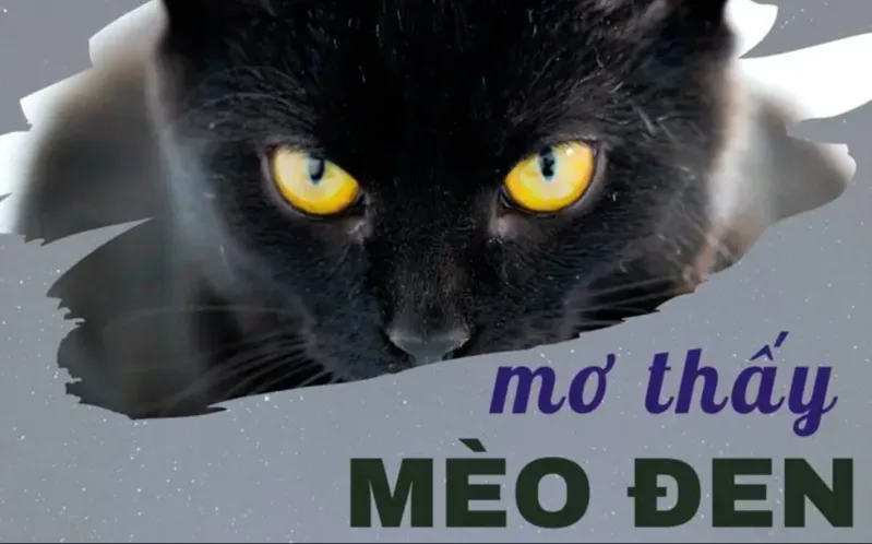 Mỗi màu mèo trong giấc mơ có thể gợi ra một tầng ý nghĩa khác nhau