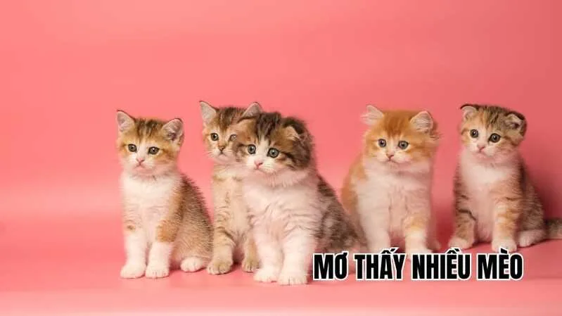 Trong tình cảm, mơ thấy mèo có thể liên quan đến sự nhạy cảm, quan tâm hoặc cảm giác xa cách