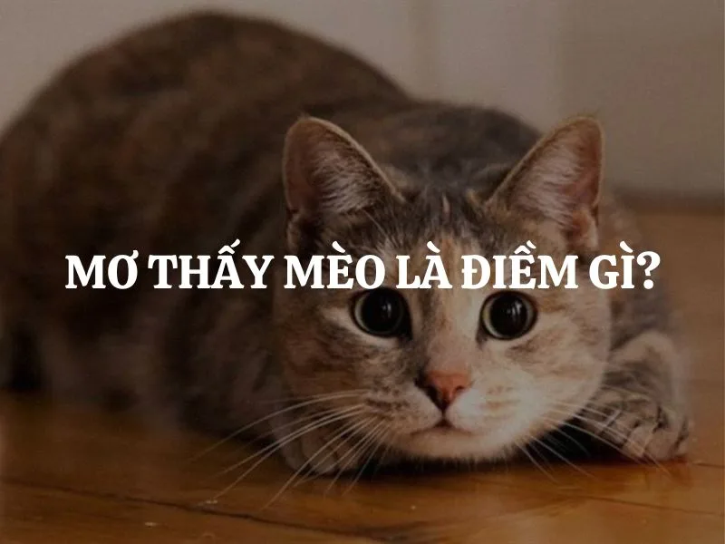 Giấc mơ chỉ nên là thông tin tham khảo, không nên dùng làm căn cứ duy nhất để quyết định