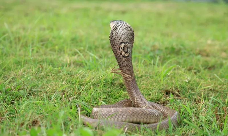 Hãy luôn giữ khoảng cách an toàn, bình tĩnh xua đuổi nhẹ nhàng thay vì tấn công hay sát sinh rắn.
