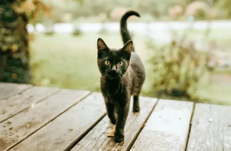 Mèo hàng xóm ghé thăm nhà thường xuất phát từ bản năng tò mò và thích khám phá không gian mới.